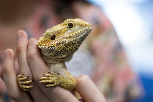 A Guide to Reptile Heating: What's Hot and What's Not