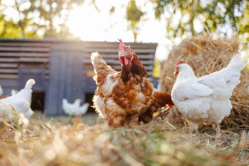 Fun Things to Know About Keeping Chickens as Pets