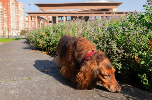 Why it’s important to let dogs explore with their noses