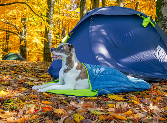 Hiking & Camping with Pets in Australia: A Complete Guide