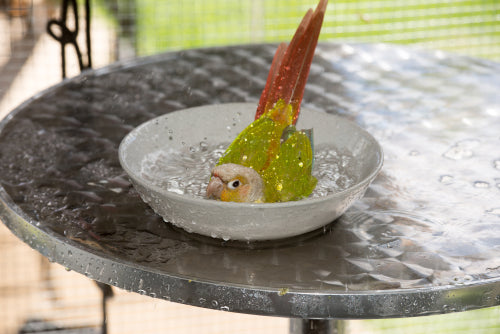 Small Animals, Birds & Reptiles: Summer Care