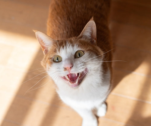 Why Cats Meow: Understanding Feline Communication